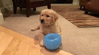 Golden Retriever Puppy Learns Tricks