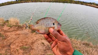 Spring Catfish Using Bluegill As Cut Bait! (Bank Fishing)