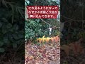 速報⚠️この動画に出会ったらなぜか大きな臨時収入が入ります。 #shorts #神社 #パワースポット巡り #草花 #風水 #金運アップ #金運が上がる #運気が上がる映像