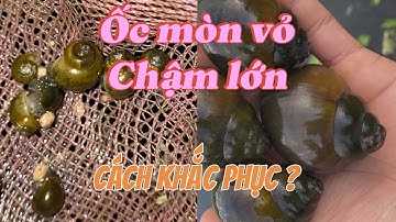 Nuôi ao đất mà ốc bươu đen vẫn bị mòn vỏ, chậm lớn. Nguyên nhân và cách khắc phục ?