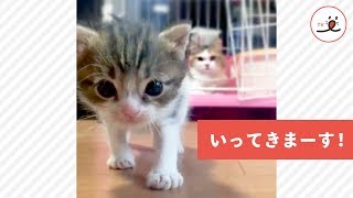 のっしのっしとカメラに近づく子猫さんと、心配するお母さん 【PECO TV】