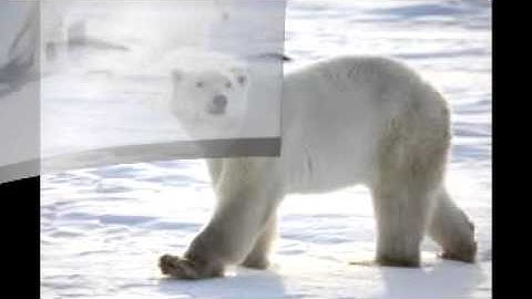 Lesson3 The Polar Bear