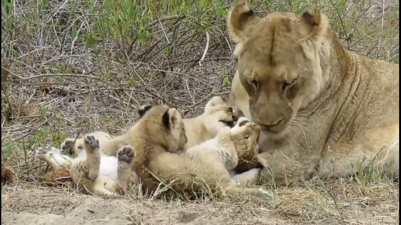 Adorable chubby cub's with lioness 