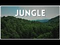 Jungle drums  african forest adventure background music for  jungle background music