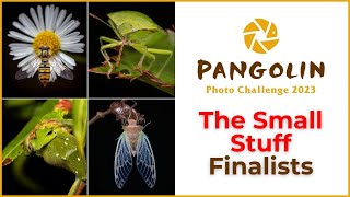 Macro Wildlife Photography Competition Finalists