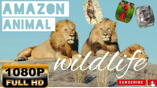 Wildlife of Amazon 4K - Animals That Call The Jungle Home | Amazon Rainforest | Relaxation Film