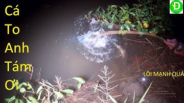 426   Cắm Câu Cá Lóc Mồi Nhái TRên Cánh Đồng Lúa Chét - Mưa Đầu Mùa | Đất Phương Nam