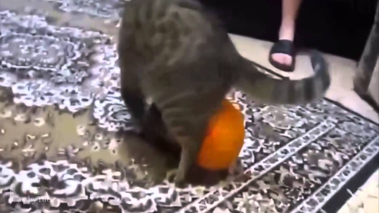 Top 10 Funny Cat Videos of March 2014 - YouTube