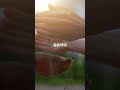 動量方舟 | 感恩才是豐盛入口,你越感恩,越豐盛,如何用正念感謝讓宇宙開始回應你 | 釋一行禪師 Thich Nhat Hanh