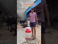 Sumo Power Calcium हर जगह चलेगा क्योकि इससे पूरा दूध बढ़ेगा  संपर्क करे  #buffalo #animallover