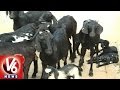 Sheep Breeding methods - SV Veterinary University Prof. Raghunanthan- Sagubadi