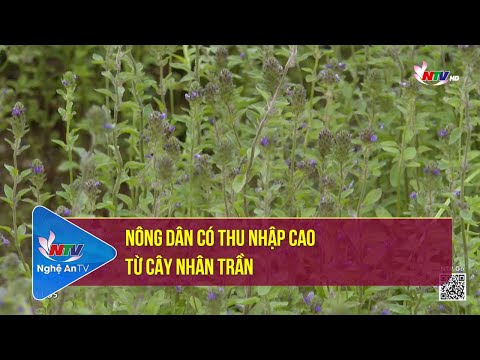 Video: Giới thiệu về cách trồng cây nhân trần - Mẹo trồng cây nhân trần