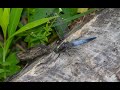 Поимка стрекозы решётчатой (Orthetrum cancellatum) в Мытищах / Catching a Black-tailed skimmer.
