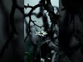 Энигма. Enigma