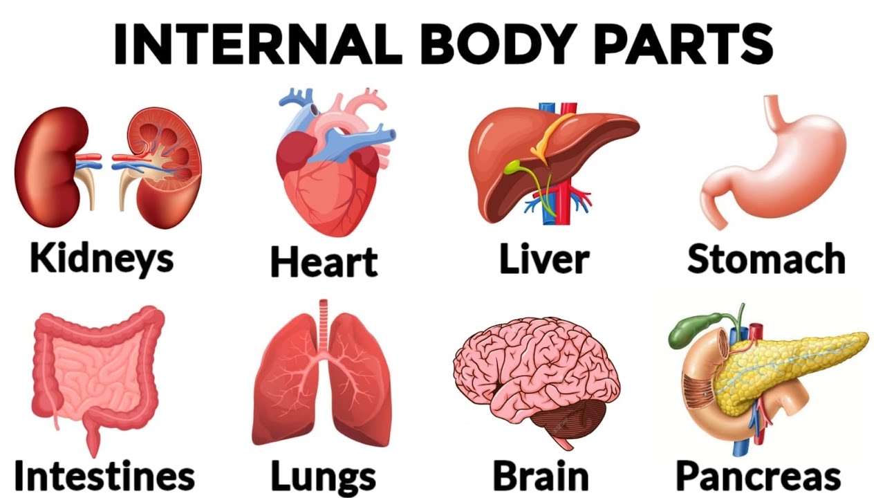 Body parts in English Daily use English English Vocabulary Listen