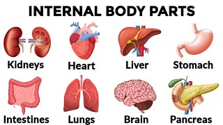 Body parts in English Daily use English English Vocabulary Listen and learn English