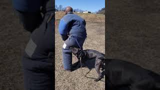 Crixus target back leg flee bite . APPDA training