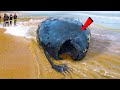 समुद्र के 5 सबसे खतरनाक or बड़े जानवर MOST DANGEROUS Ocean Creatures In The World