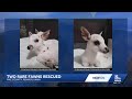 Rare leucistic fawns rescued in Pike County