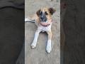 Dog sach mai insaan se behtar hote hai 😌😊🐶🐕 #cute #btao #trending #viral #shorts #viralfeeds