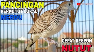 PERKUTUT LOKAL GACOR SUARA PANCINGAN PALING AMPUH MEMANGGIL PERKUTUT