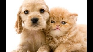 Funny CATS and DOGS, Dogs playing with cats 2014