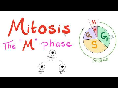 Video: Apakah fasa mitosis yang diperbaharui oleh membran nuklear?