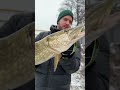 FISHING FROM LAND - New video out now 🔥 #fishing #fish #animals