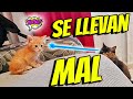 MIS GATOS SE LLEVAN MAL Y SE PELEAN 😾⚔️😾 Cómo hacer que dos gatos se lleven bien