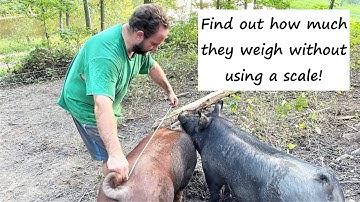 Weighing the Pigs WITHOUT a scale!  (Use a tape measure!) Easy!