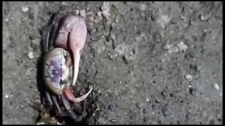 Using Fiddler Crabs As Bait screenshot 2