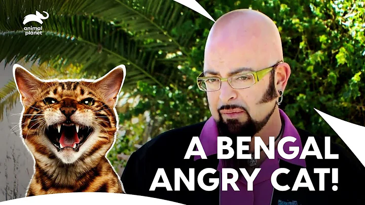 Video 11770331: bengal cat meowing, bengal beauty, angry cat, cat living