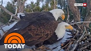 Hatch Watch: All eyes are on a bald eagle live nest camera