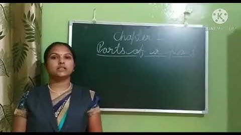 Dalauda Public School Class 3rd science chapter 2 (Revision) video by Bindu Tiwari