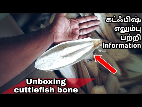 Unboxing Cuttlefish Bone|and|Details explanation of cuttlefish bone? கட்ஃபிஷ் எலும்பு பற்றி info