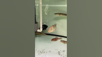 Hồ cá săn mồi cộng đồng có biến,... #quang98vlogs #quangoque #cacanh #casanmoi #xuhuong