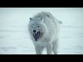 Белые волки призраки Арктики