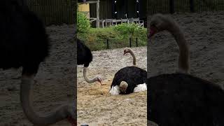 Twee Struisvogels In Het Zand - 26-04-2024 - Safari Resort Beekse Bergen