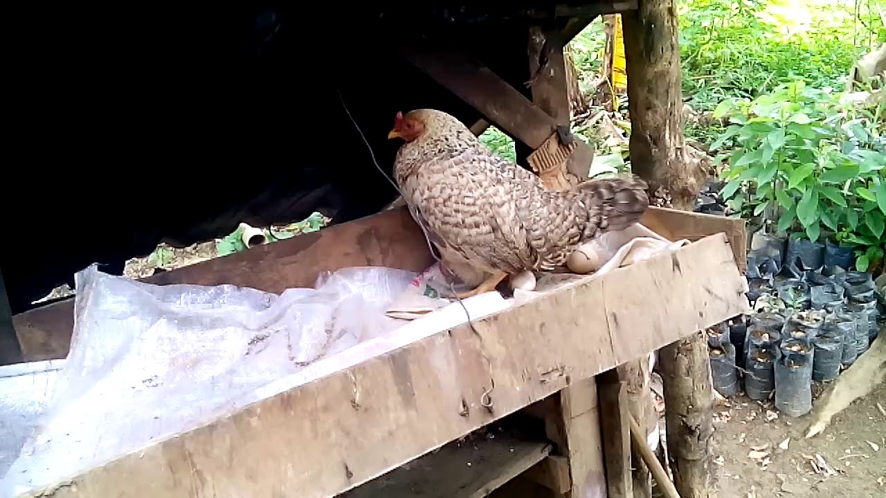 Ayam bertelur 