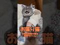 【お喋り猫】ライくん「お風呂掃除は嫌にゃ。」 #保護猫 #しゃべる猫 #喋る猫