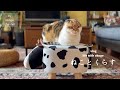 朝ごはんから始まる猫との日常/無印良品週間/朝活とmojo活【猫と暮らしのvlog】