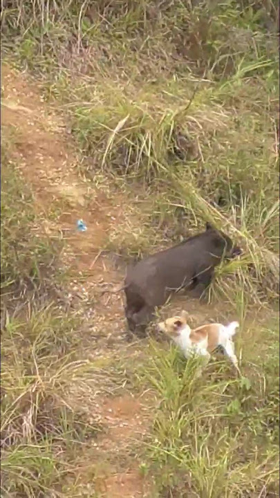 Aksi Babi Hutan Hampir Menabrak   #doglover #berburubabi #berburu #hunting #wil