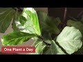 Ficus lyrata (Fiddle leaf Fig) Houseplant Care – 365 of 365