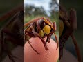 Europäische Hornisse (Vespa crabro) putzt sich auf meinem Finger vor dem Bienenstock 🐝