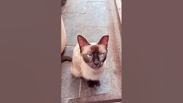 قط سيامو في الشارع Cat النظافه Cute الجيلي Kitten موسيقار Funny المراه الظروف Animals 