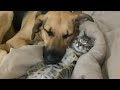 Funniest cats and dogs friendships of 2024  funny animalss