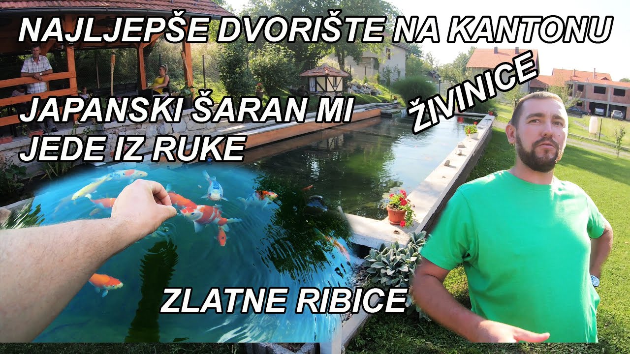 JAPANSKI ŠARAN IZ ŽIVINICA