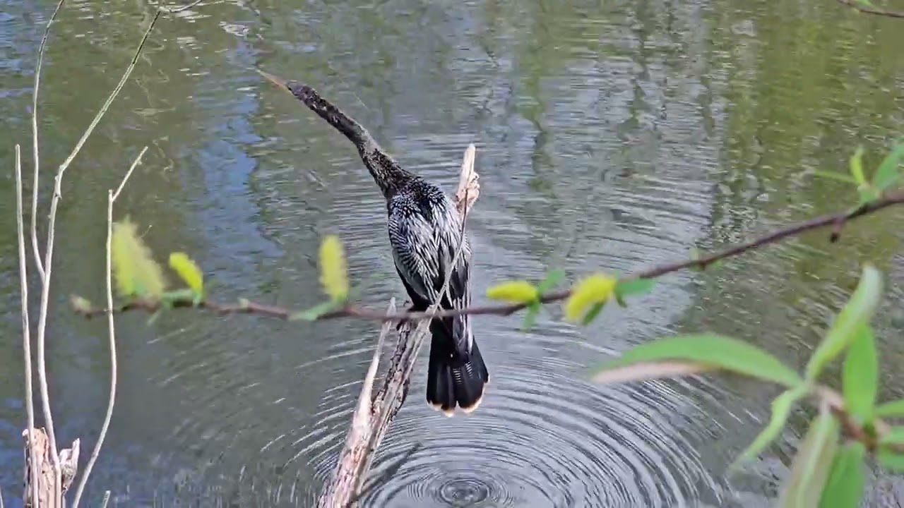 Big Cypress National Preserve