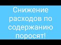 Свиноводство в селе/ снижаем расходы.