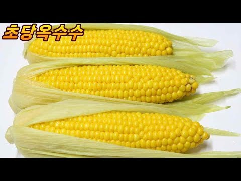 신토불이 다이어트 음식/밥상매일(Every <strong>table</strong>) 요리스타일(food <strong>style</strong>)